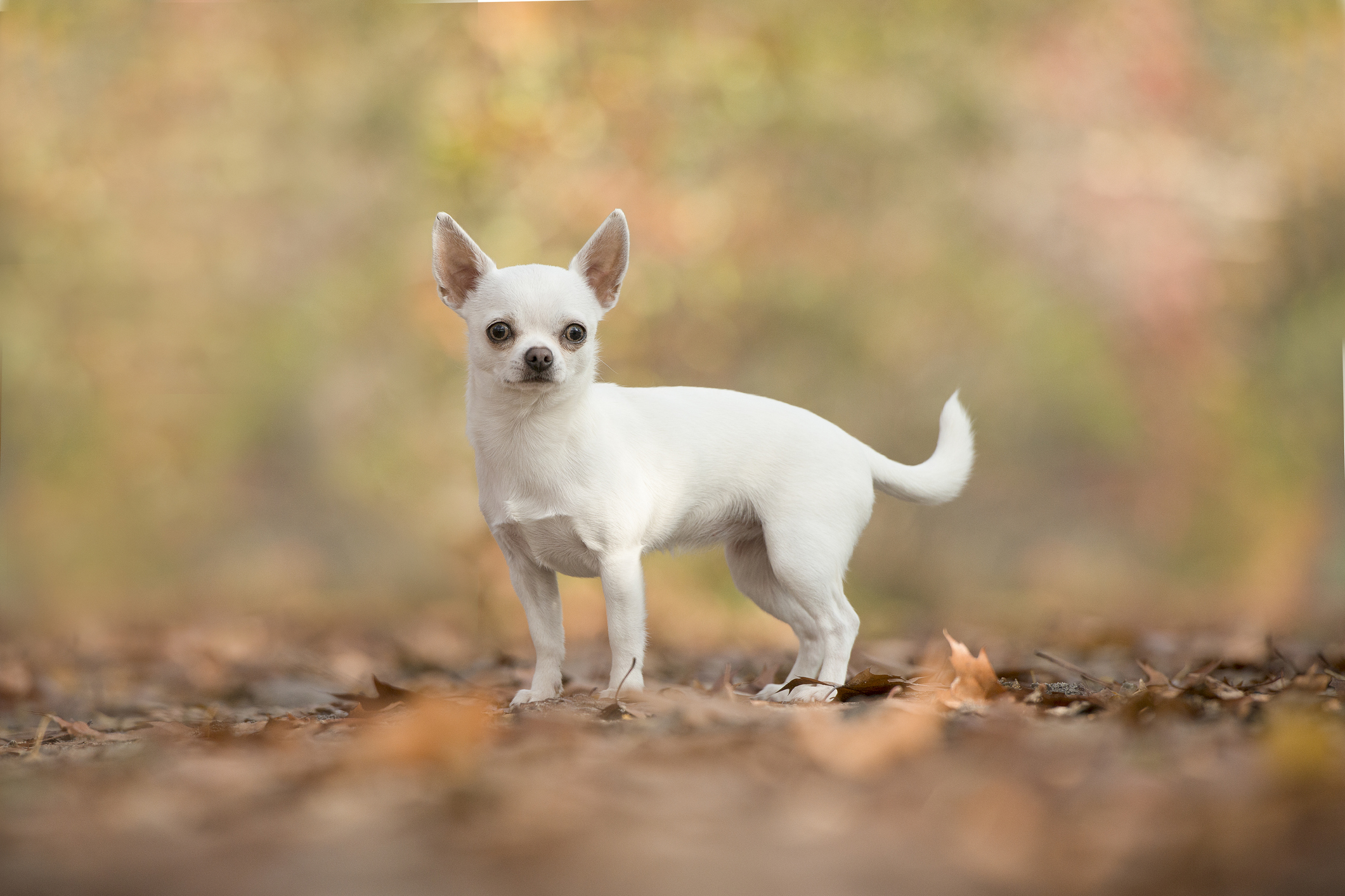 Cel mai scund cățel din lume este un chihuahua și are doar 9,11 centimetri înălţime