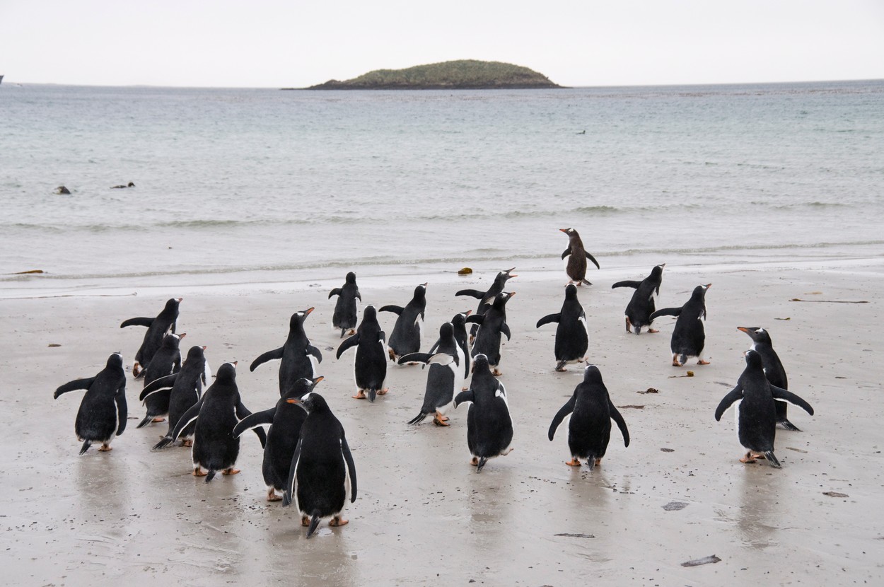 Declinul populaţiei de pinguini ar putea agrava schimbările climatice (studiu)