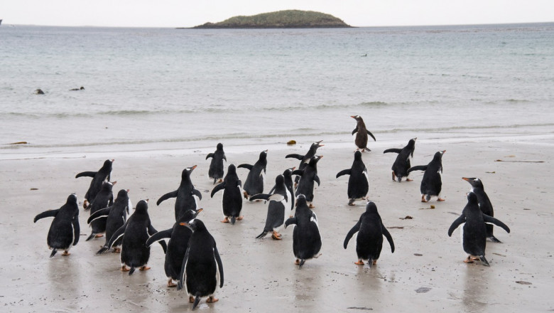 pinguini care se pregatesc sa intre in apa