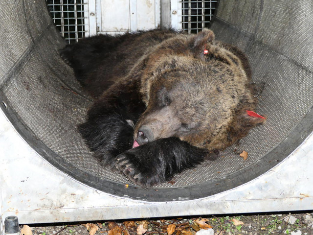 L’orso Gaia, che ha ucciso un giovane in Italia, potrebbe essere trasferito in Romania.  Le autorità italiane volevano ucciderla