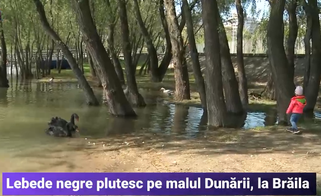 Spectacol pe malul Dunării, la Brăila. Lebede negre plutesc pe apele fluviului și sunt atracția localnicilor