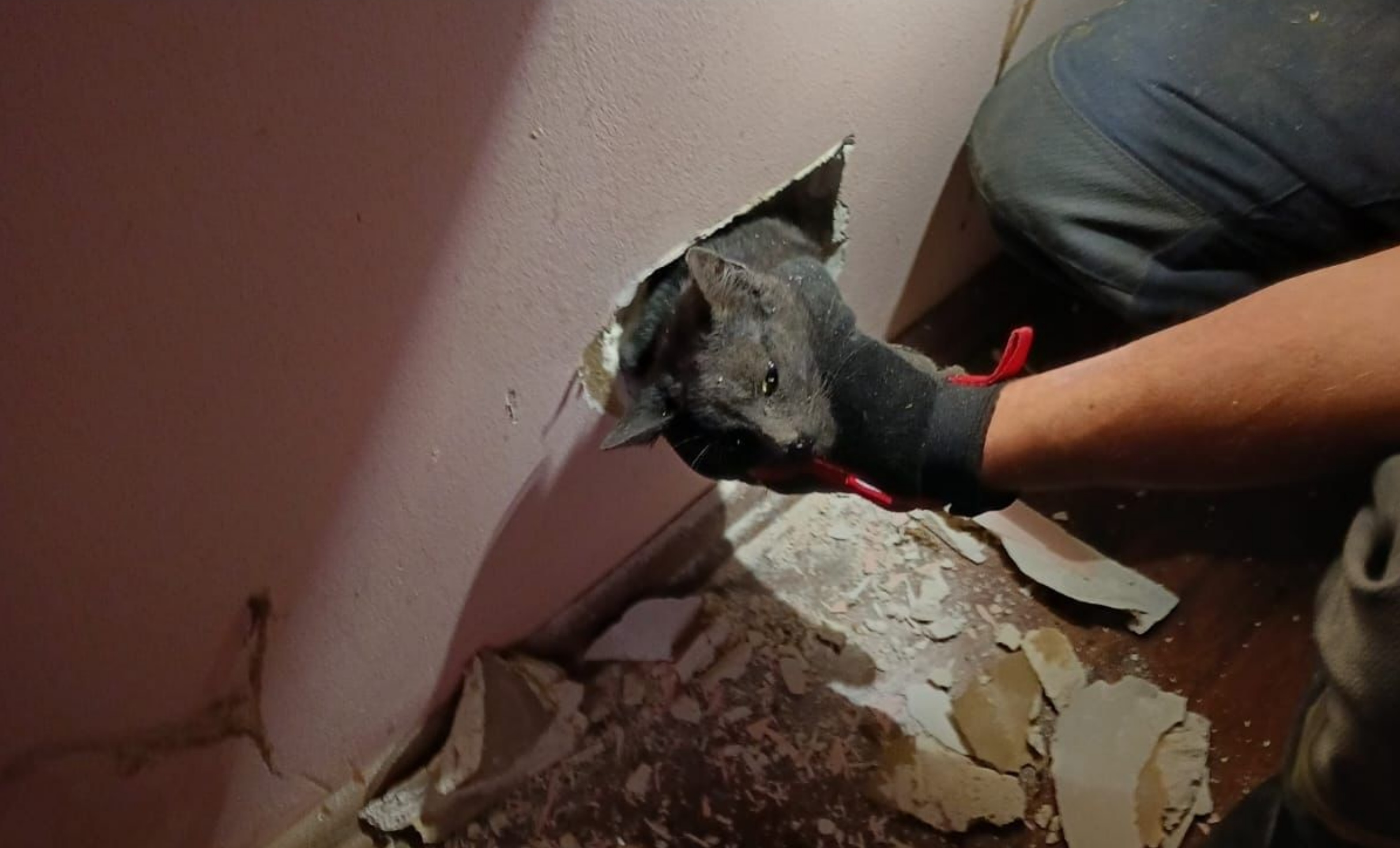 O pisică rămasă captivă în peretele unei case din Dej a fost salvată de pompieri