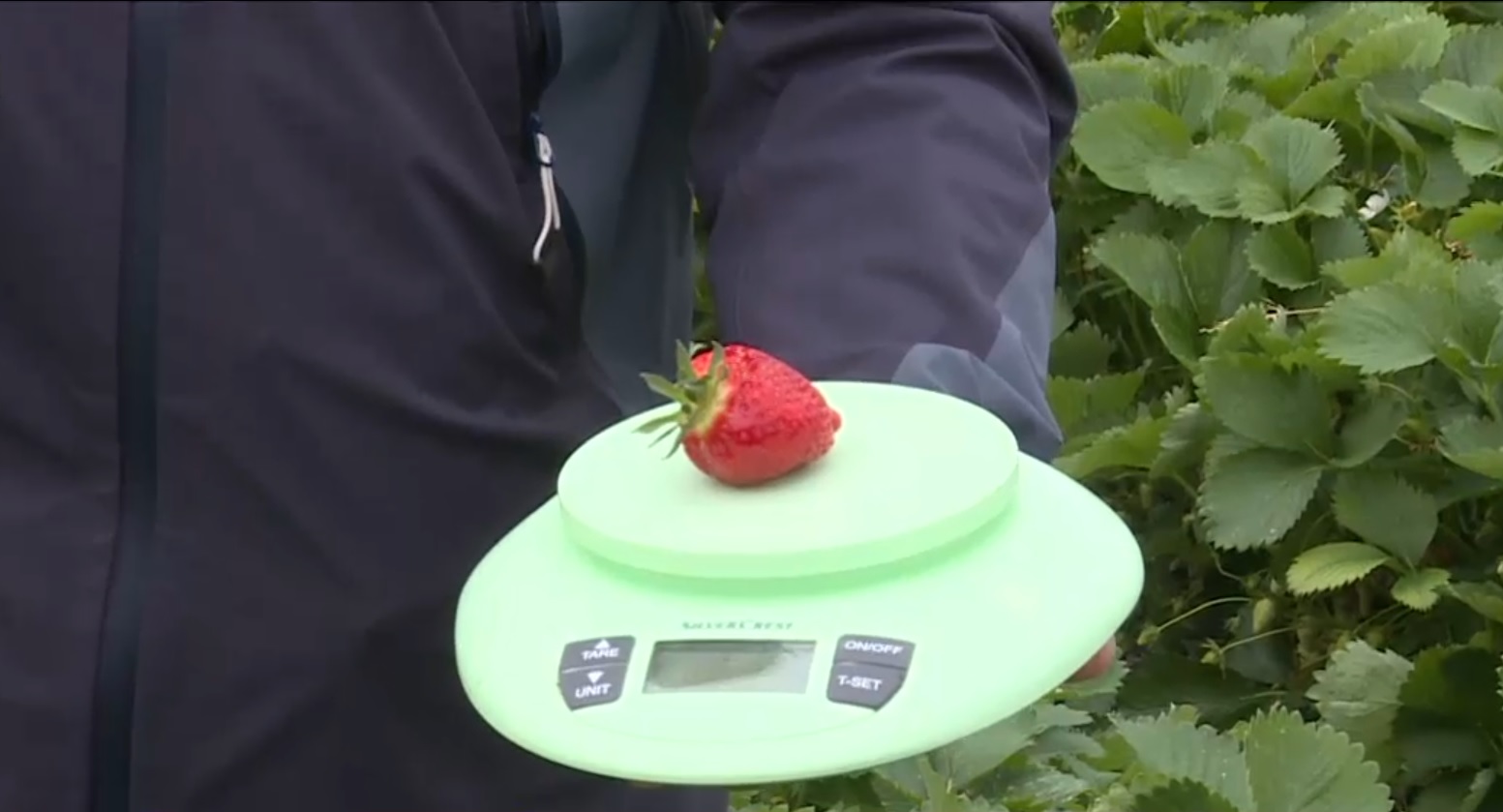 Căpșunele românești au prețuri de lux. Un kilogram costă mai mult decât unul de carne