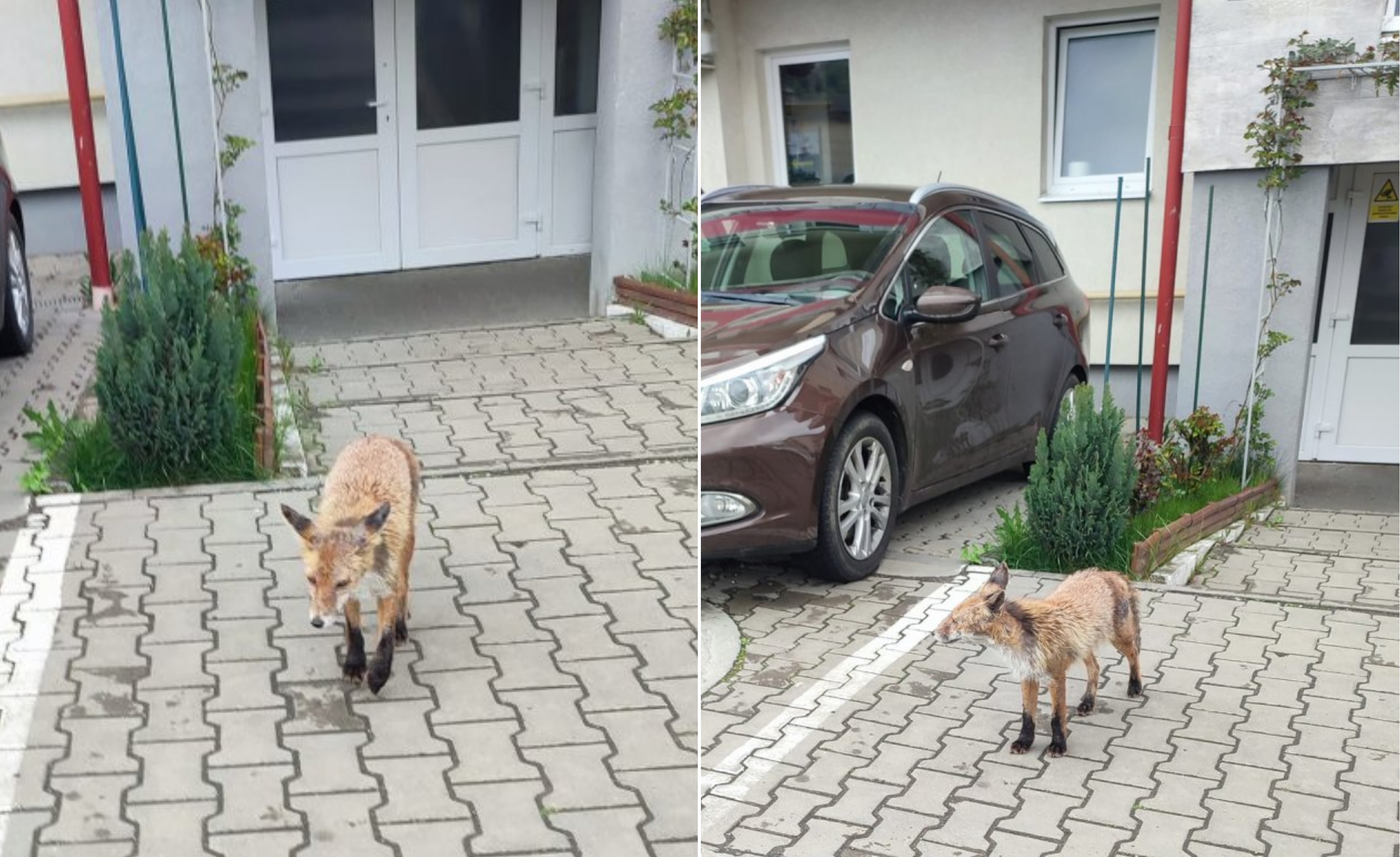 Vulpe surprinsă în timp ce hoinărea printre blocuri, în plină zi, în Cluj. "Ăștia suntem!"