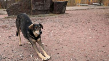 Non Exclusive: CHORNOBYL, UKRAINE - NOVEMBER 7, 2020 - A dog stretches it back in Chornobyl, Kyiv Region, northern Ukraine.