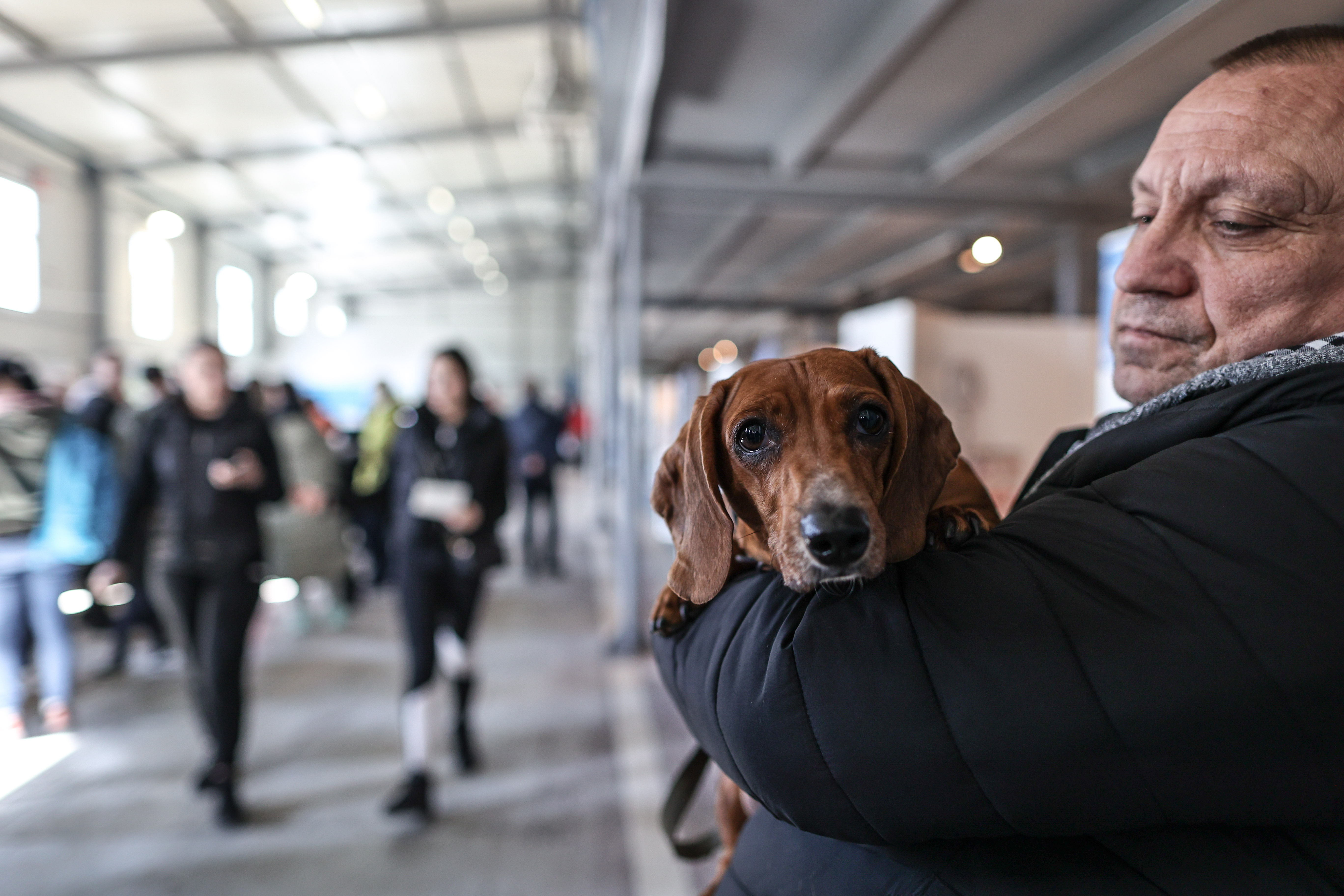 Refugiații ucraineni nu mai pot intra în România cu animale de companie fără dovada vaccinării