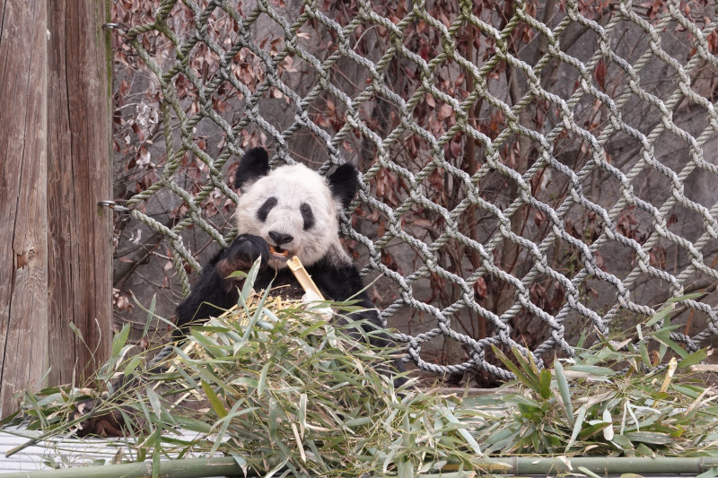 Urs panda mâncând bambus