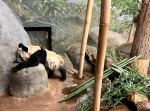 Urs panda întins pe o piatră