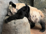 Urs panda întins pe o piatră