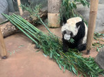 Urs panda mâncând bambus