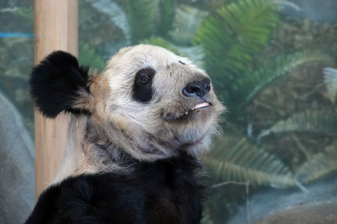 Urs panda cu dinții dezgoliți