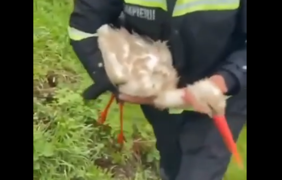 VIDEO. Barză sufocată de un ambalaj din plastic, salvată de pompieri