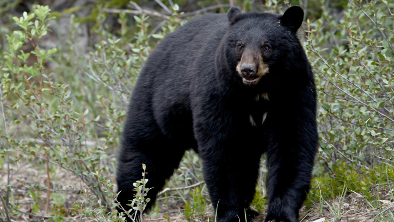 Black bear (Ursus americanus), Banff National Park, Alberta, Canada, North America
