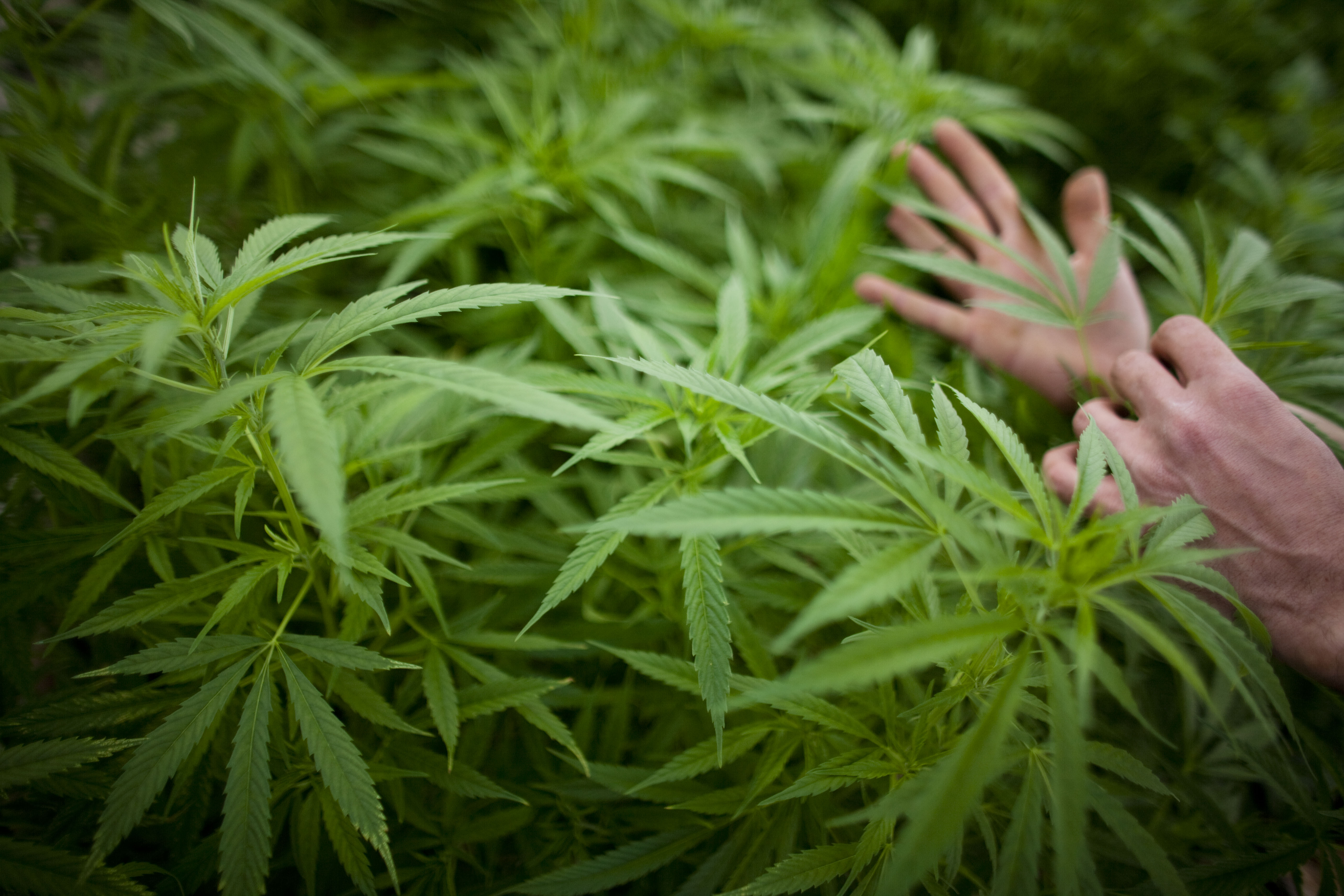 Cătălin Țone, expert antidrog: Legalizarea canabisului recreațional ar fi o mare eroare. Medicamente cu THC ar trebui autorizate