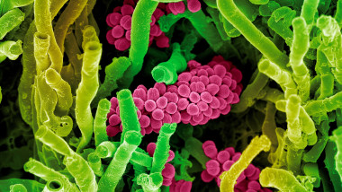 bacterii la microscop