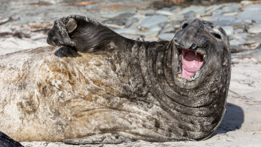 Southern Elephant Seal adult male pe plaja