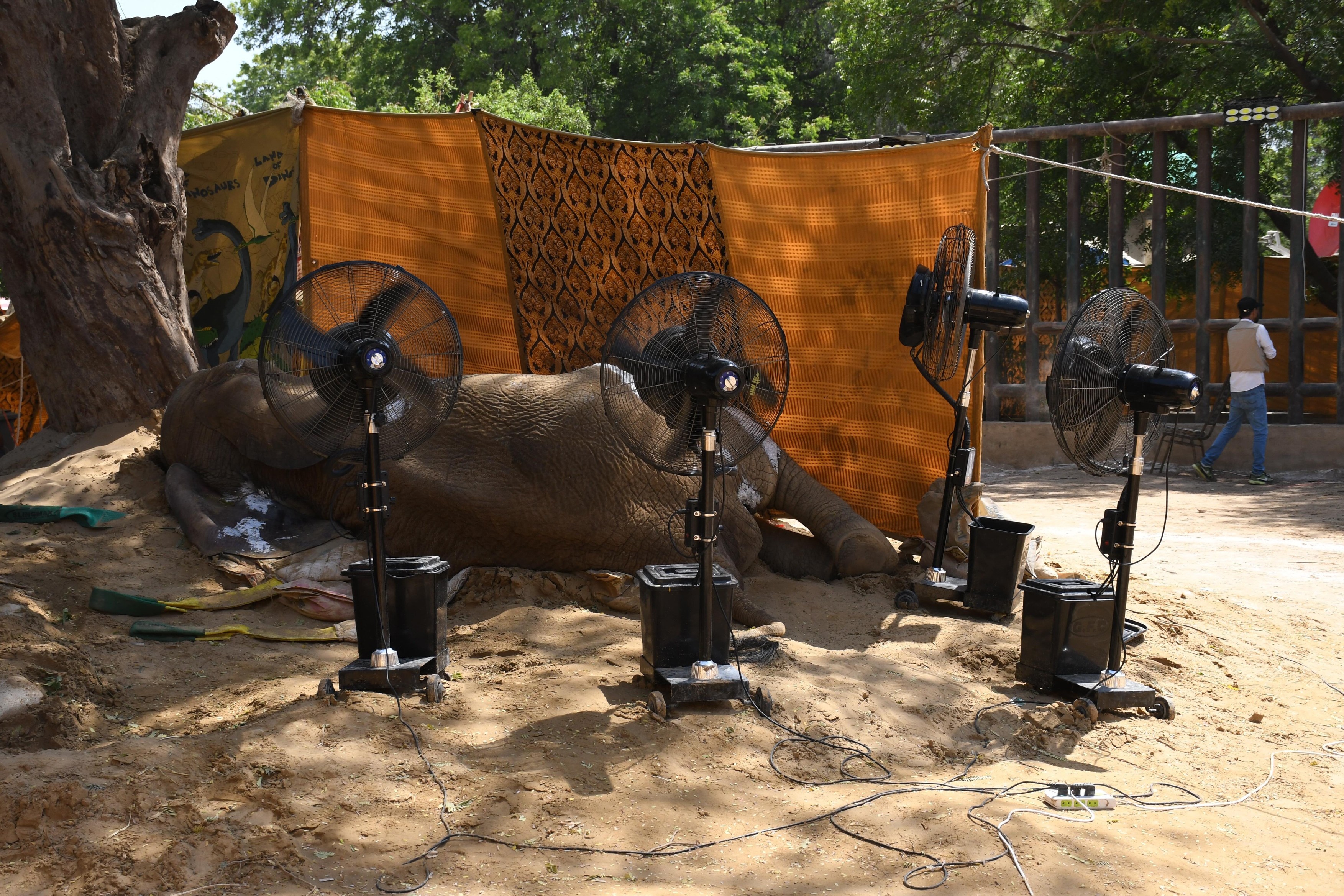 Moartea unui elefant reaprinde discuția privind tratamentul animalelor la grădinile zoo din Pakistan. Noor Jehan a trăit doar 17 ani