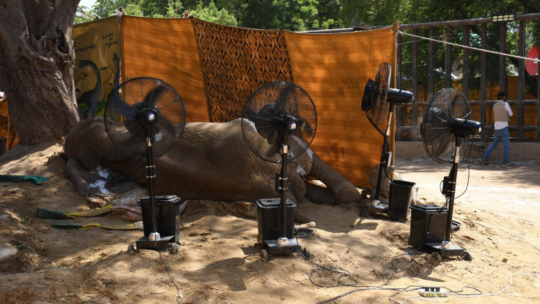 elefant intins pe jos, bolnav, cu ventilatoare in jur si patura sa-i tina umbra
