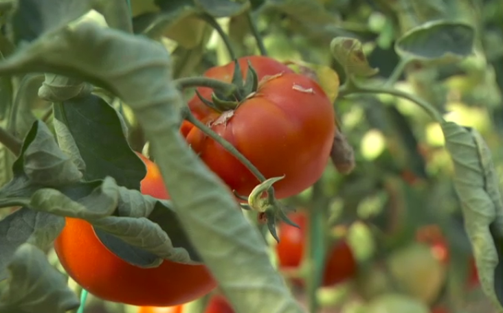 Statul la stat. "Asta e de când lumea, a murit cineva de așa ceva?". Cum ajung românii să își ia zilnic porția de pesticide