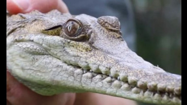 Un crocodil din Australia, descoperit la 2.500 de kilometri de habitatul său obişnuit