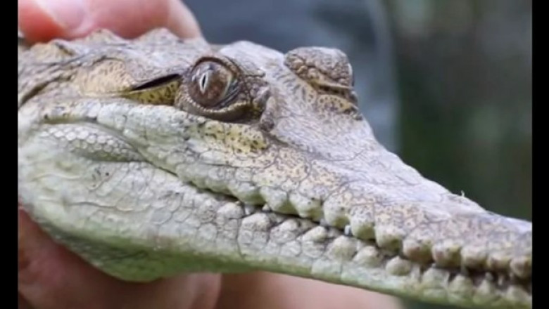 Un crocodil din Australia, descoperit la 2.500 de kilometri de habitatul său obişnuit