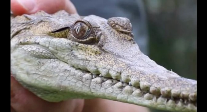 VIDEO Crocodil descoperit la 2.500 de kilometri de habitatul său obişnuit, în Australia