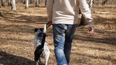 un bărbat își plimbă câinele în parc
