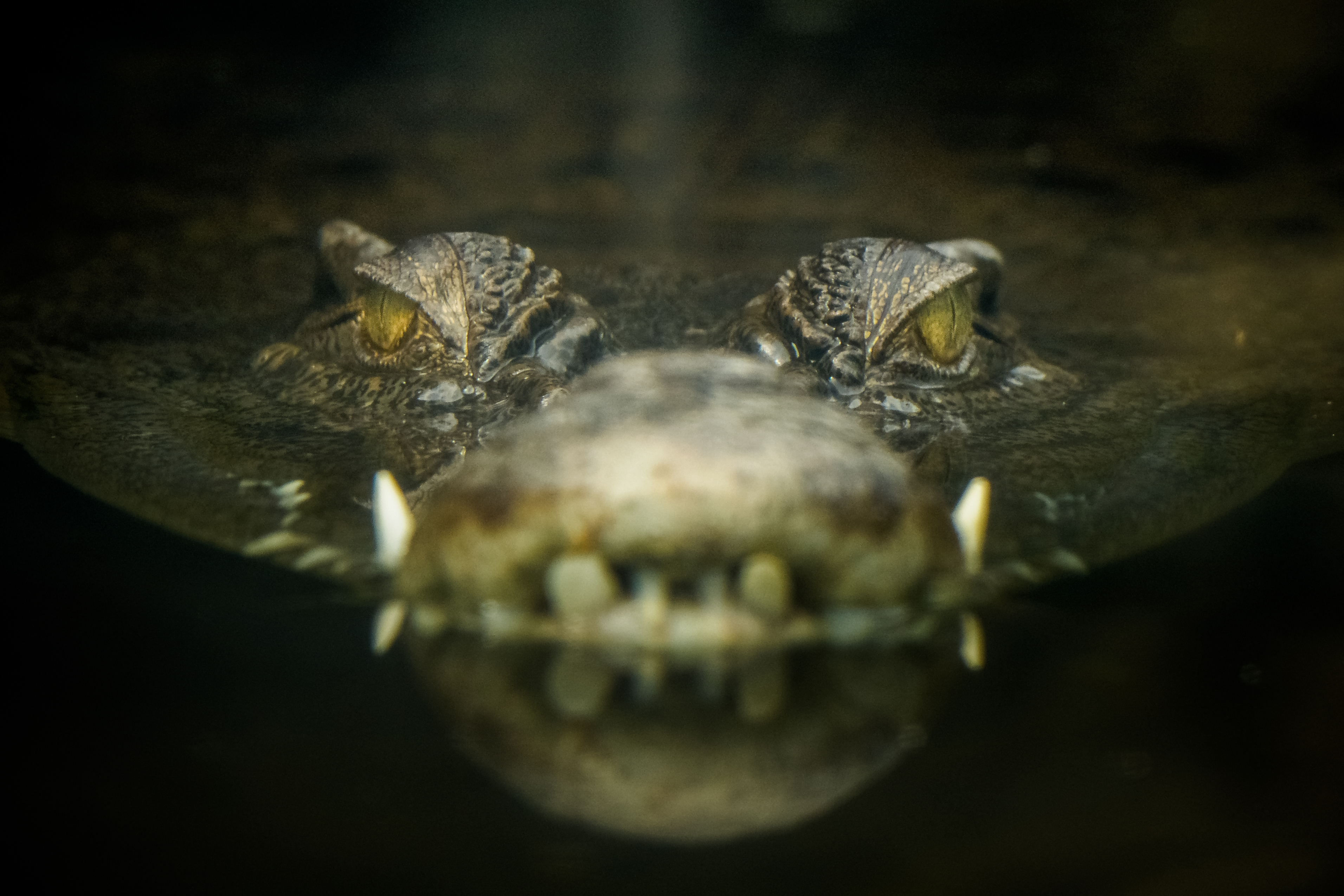 Cadavrul unui australian care a dispărut în timp ce pescuia a fost găsit într-un crocodil