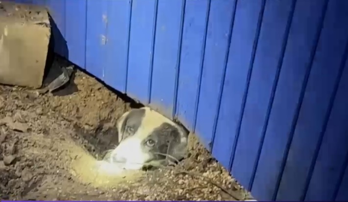 Momentul în care un câine este salvat de sub o casă devastată de o tornadă