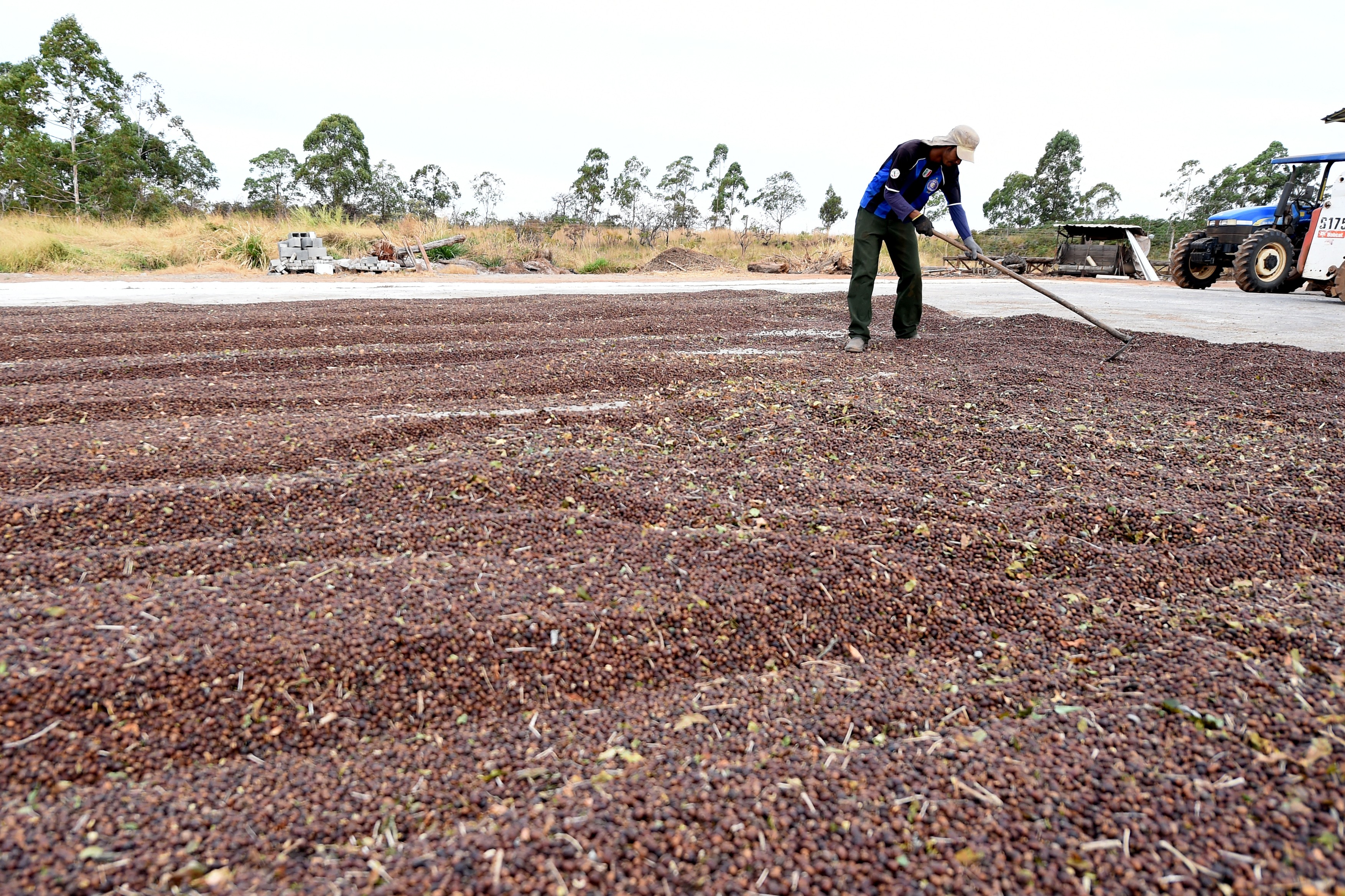 Schimbările climatice vor reduce terenurile disponibile pentru producţia de cafea cu peste 50% (raport)