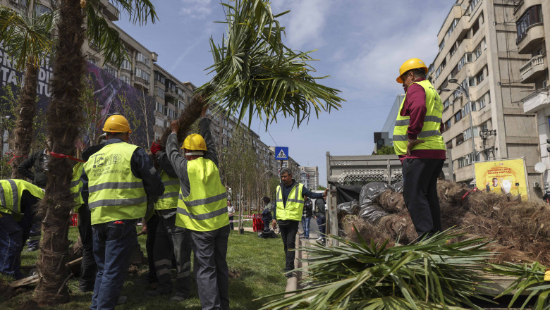 Muncitori scot palmierii plantați de Primăria Sectorului 3 în Piața Unirii din București, pe 15 mai 2023.