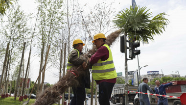Muncitori îndepărtează palmierii plantați în Piața Unirii din București pe 15 mai 2023.