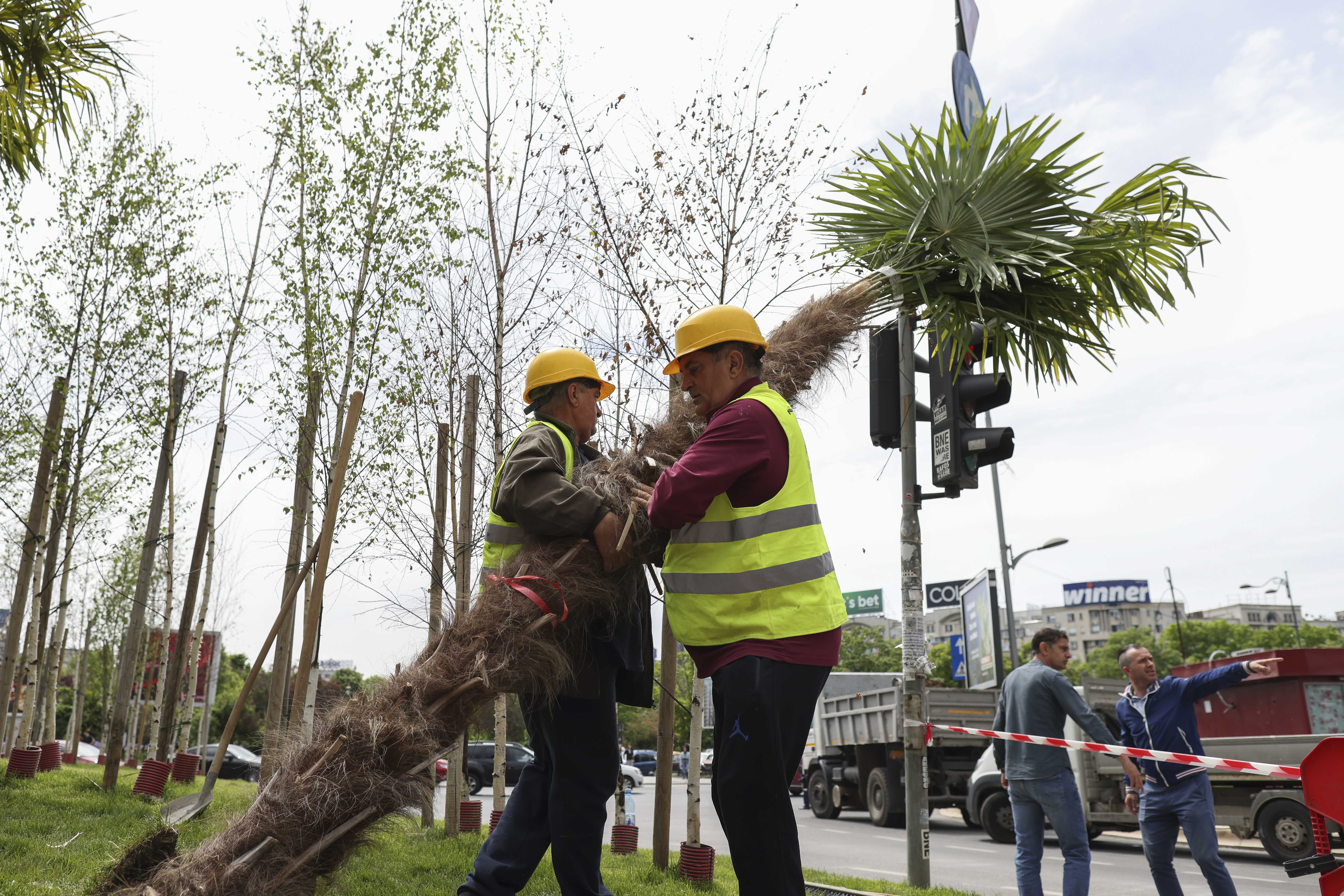 Războiul palmierilor. Negoiță vrea să aducă în București și măslini, curmali și rodii. Nicușor Dan: Nu merită replică
