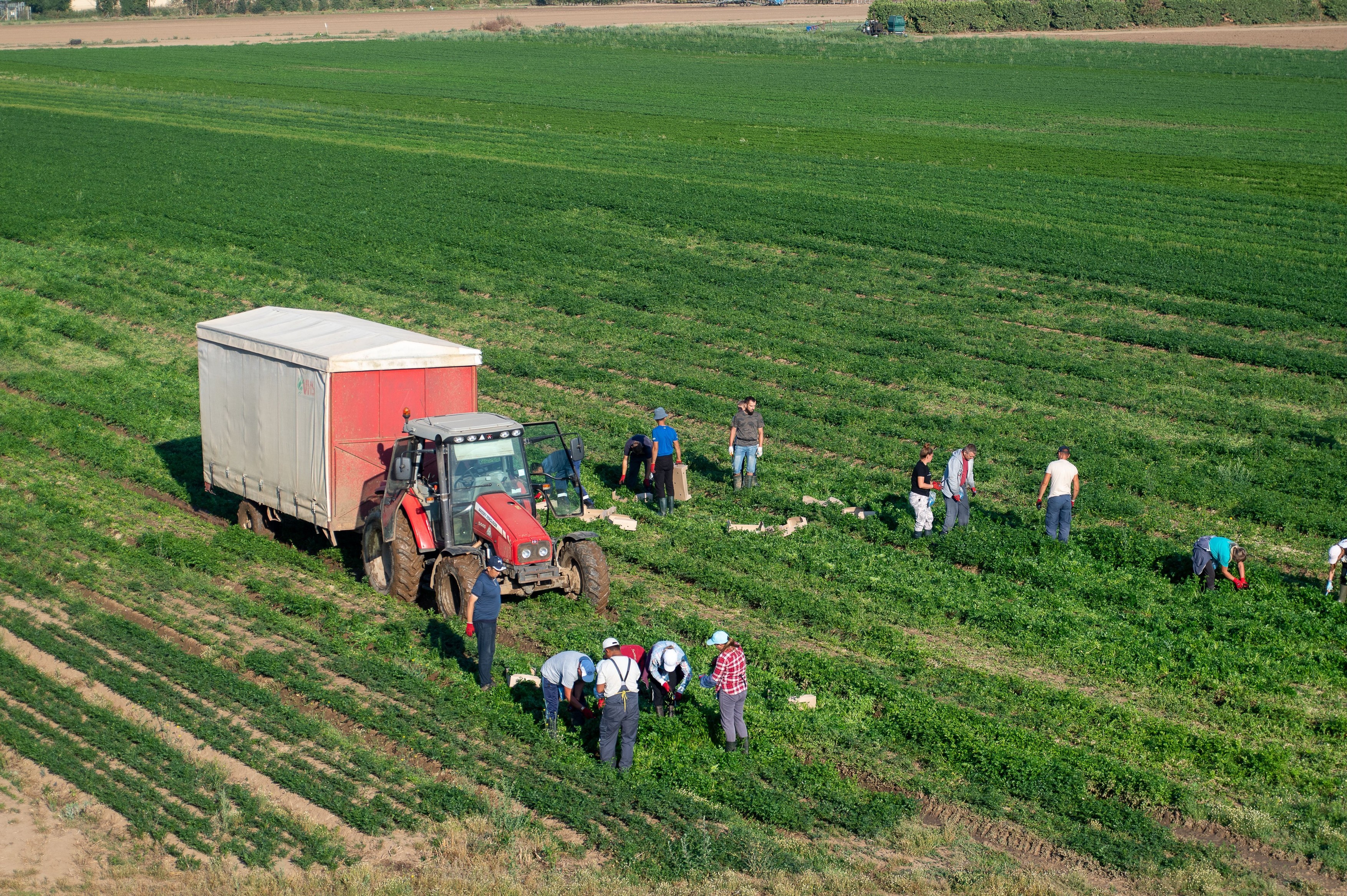 Marea Britanie promite 45.000 de vize sezoniere în agricultură. Se caută tractoriști și culegători de fructe
