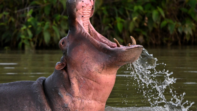 Un hipopotam cască gura într-un lac din parcul tematic Hacienda Napoles din Columbia pe 20 aprilie 2023.