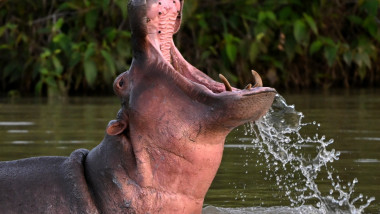 Un hipopotam cască gura într-un lac din parcul tematic Hacienda Napoles din Columbia pe 20 aprilie 2023.