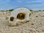 craniu-plajă-texas