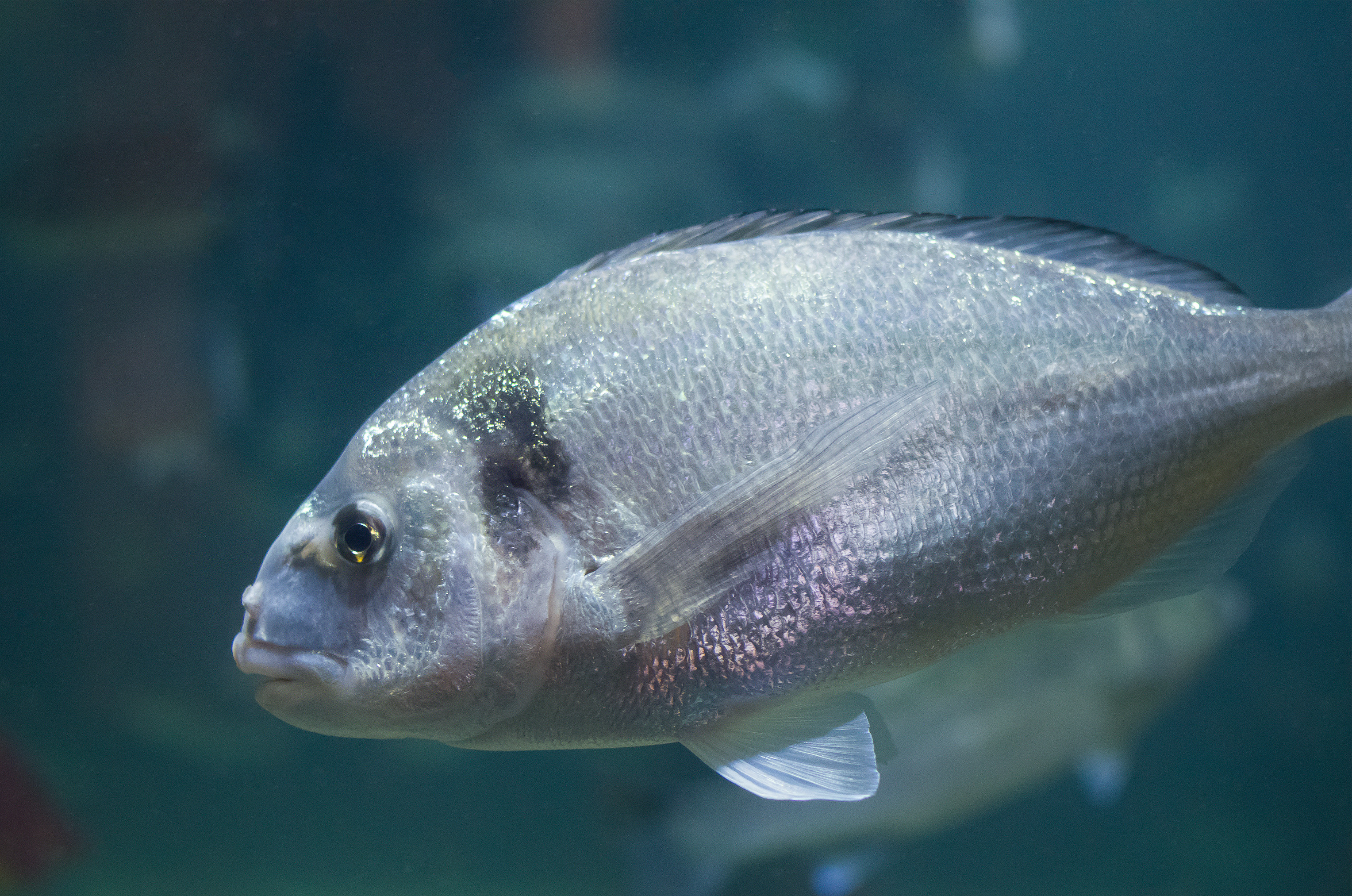 Românii ar putea mânca dorada din Marea Neagră. Biologii încearcă să crească această specie pe litoralul românesc