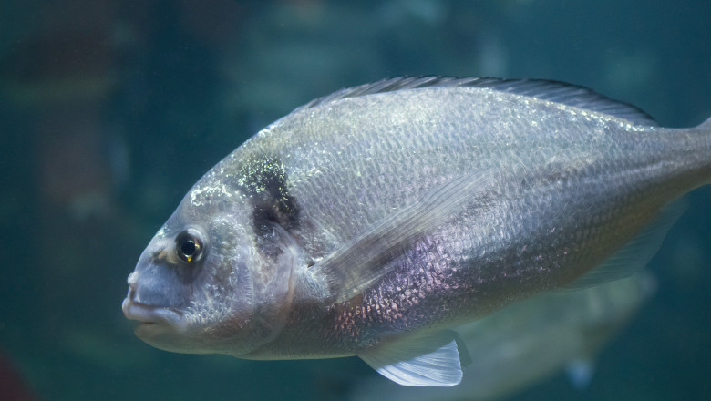 Biologii de la Institutul de Cercetări Marine din Constanța au adus pește dorada din Marea Adriatică