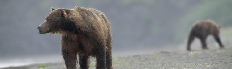 Jurnal de călătorie: Urșii din Katmai | ep. 1