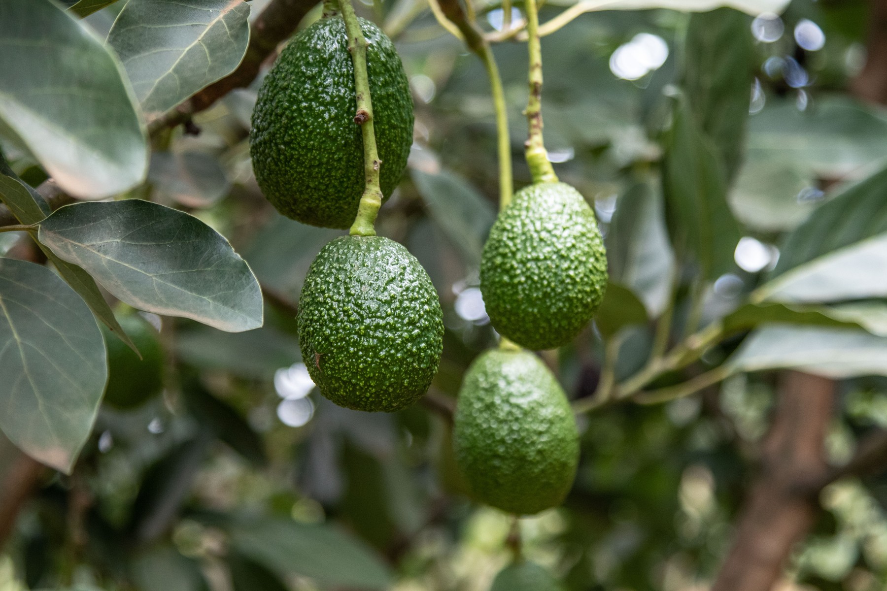 Zeci de fermieri din Spania arestați pentru că au cultivat mango și avocado folosind ilegal apă din fântâni aflate în zone secetoase