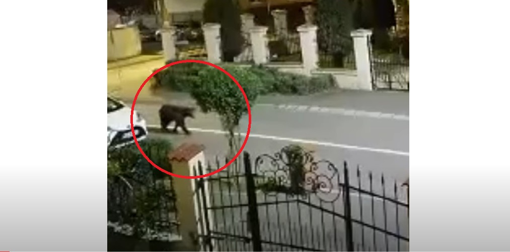 Un urs este căutat de două zile în municipiul Sibiu. A pus pe jar autoritățile, după ce a reușit să scape chiar de sub nasul lor