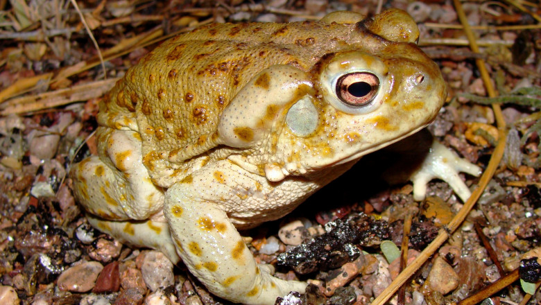 broasca desertului sonoran