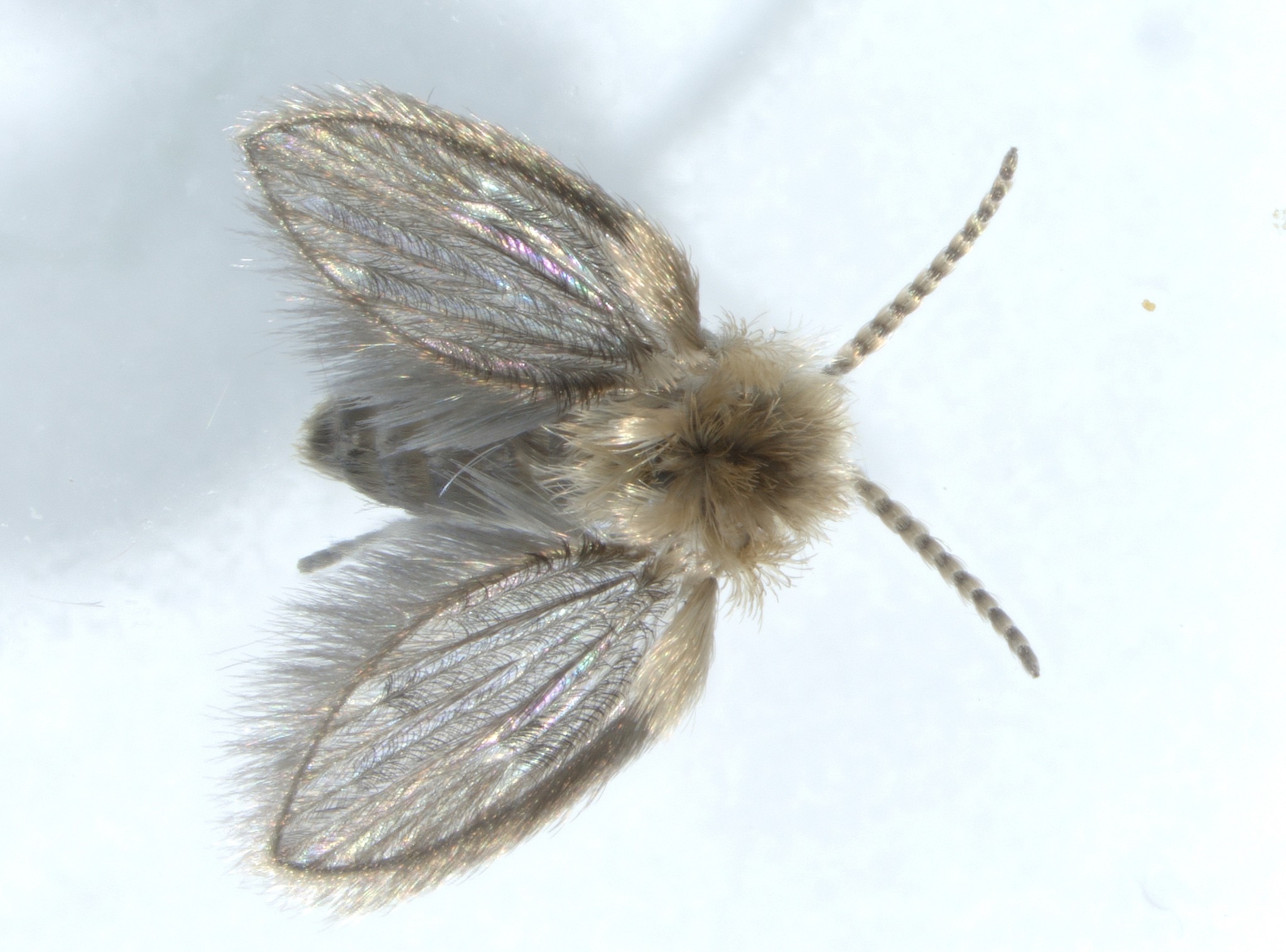 Două noi specii de insecte, identificate pentru prima dată în România în rezervaţia Dunele Marine de la Agigea. Una e specie invazivă