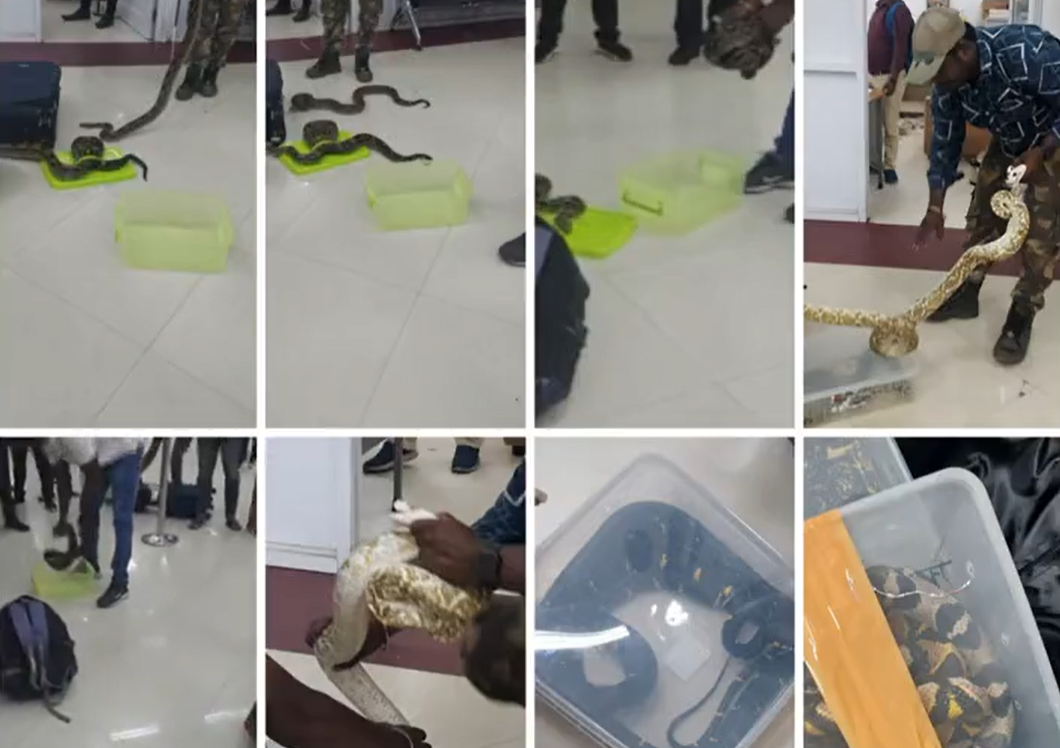 O femeie a reușit să urce în avion cu 22 de șerpi în bagaje. Reptilele au fost găsite abia la destinație