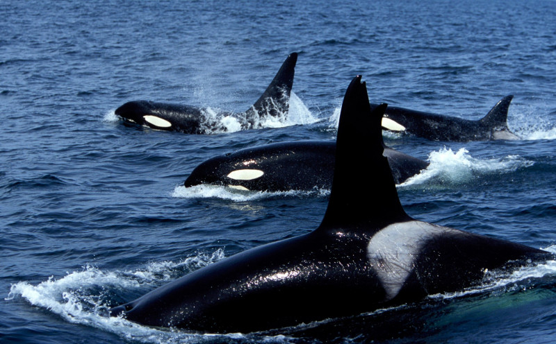 grup de balene ucigașe