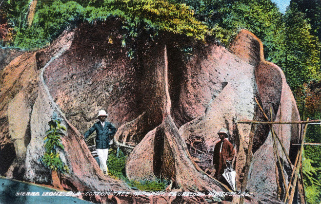 Enormous cotton tree, Sierra Leone, West Africa