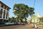 the Cotton Tree in central Freetown, Sierra Leone