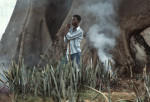 The Cotton Tree, Sierra Leone