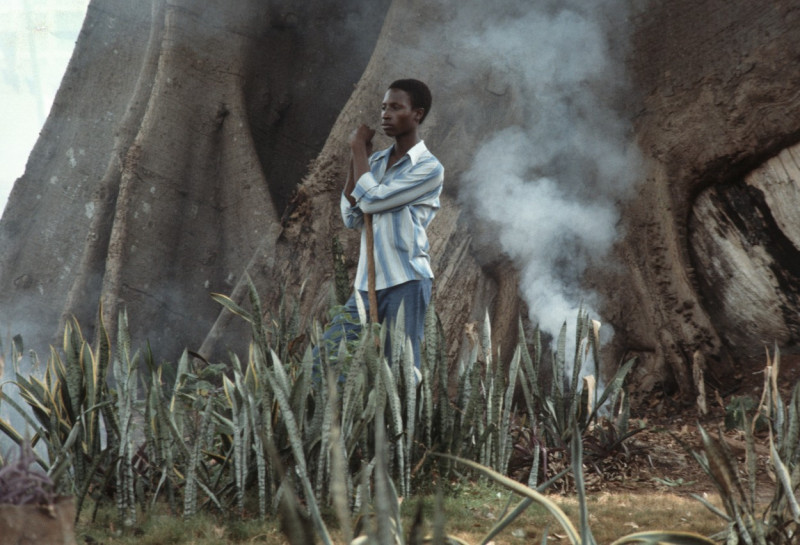 The Cotton Tree, Sierra Leone